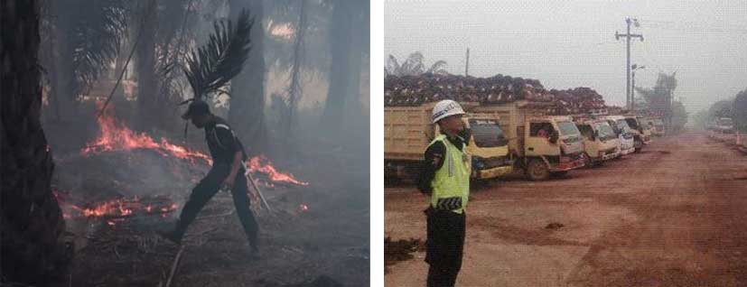 SAGAS security guard managing fire risk in a plantation field and a SAGAS guard static guarding near trucks loaded with harvested palm oil at a client site